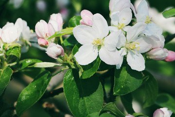 Obraz premium Apfelbaumblüten Nahaufnahme 