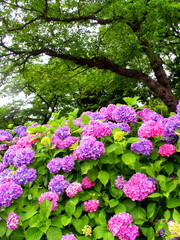 Fototapeta premium 紫陽花と桜の木