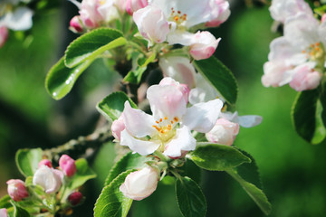 Apfelbaumblüten Nahaufnahme 