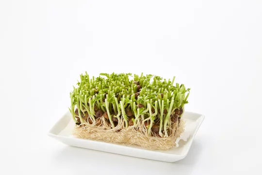 豆苗pea Sprouts 栽培1日目 Stock Photo Adobe Stock