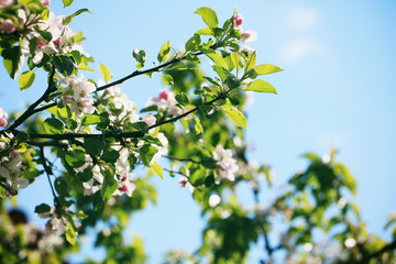 Apfelbaumbl&uuml;ten mit blauen Himmel im Hintergrund