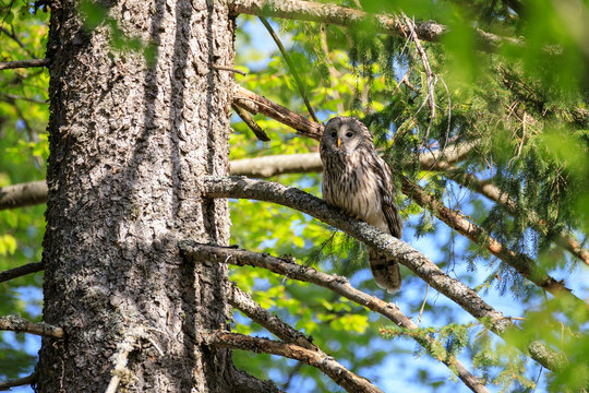 Allocco degli Urali nella foresta in Slovenia