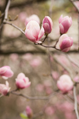 Blooming Magnolia tree with tulip-shaped flowers