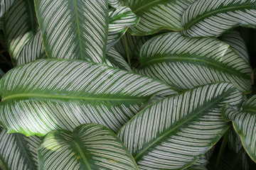 Green and white striped foliage texture background of Calathea ornata