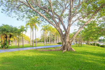 Fototapeta na wymiar Walkway in park. Landscape with jogging track at green park