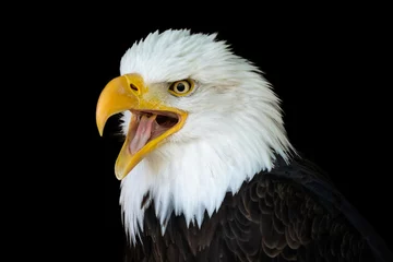 Door stickers Eagle Portrait of a bald eagle (Haliaeetus leucocephalus) with an open beak isolated on black background
