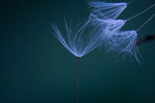 Closeup of dandelion seed/ conceptual image of luck and good wishes/ blue tones