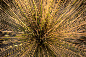 Obraz premium native grass, West Point Reserve