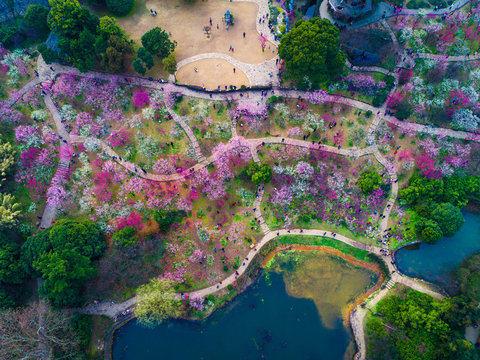 Chidorigafuchi Park With Full Bloom Sakura In Tokyo, Japan.