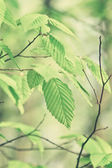 hazelnut tree branch