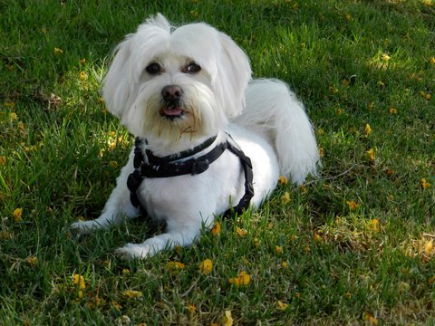Bichon Maltes