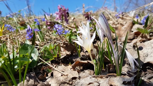 Wild crocus with water drops surrounded by spring pearls on the forest on a lawn on a hillside in the spring sunny day. Light breeze, dynamic scene, 4k video