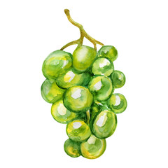 Watercolor grape isolated on white background, hand drawn paint illustration berry isolated on white background, organic food herbal, decorative fruit for cosmetic package, design natural menu