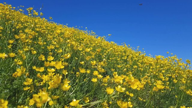 Yellow Ranunculus acris on the Spring Sunny Lawn. Beautiful Blue Sky Holiday background. Shallow depth of field. Light breeze, dynamic scene, 4k video