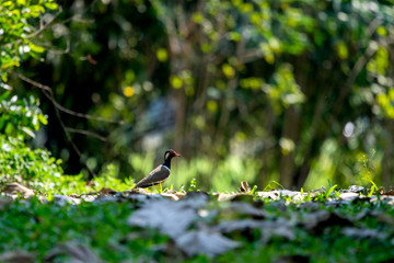 red-wattled lapwing