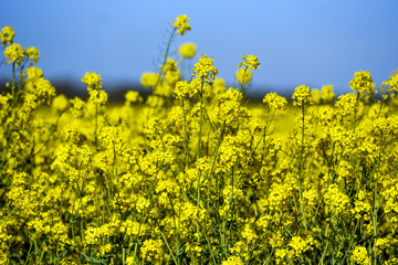 Blooming colza flowers in a colza field in Poland. Yellow colza flower. Rape flower on rapeseed.
