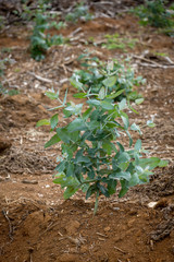 Forestry seedlings replanting