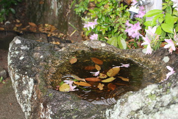 leaves