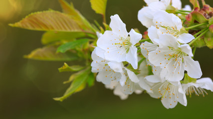 Cherry blossoms in spring .