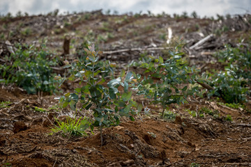 Forestry seedlings replanting