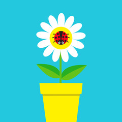 Obraz premium Ladybird Ladybug insect sitting on white daisy chamomile. Camomile icon. Cute growing flower pot plant collection. Cartoon character. Love card. Flat design. Blue background. Isolated.