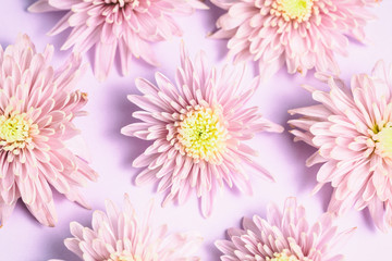 Pink chrysanthemums arrangement on pink background. Flat lay, top view. Floral background.