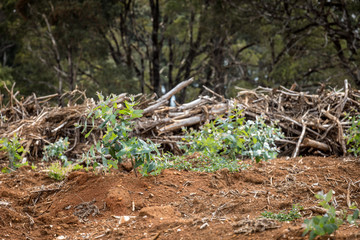 Forestry seedlings replanting