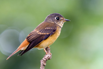 Ferruginous Flycatcher