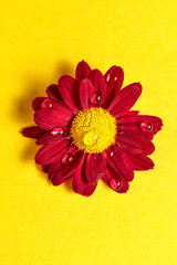 Dark red single flowers on a yellow background. Copy space. Top view
