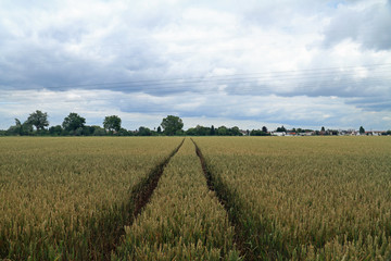 Fahrspur im Getreidefeld