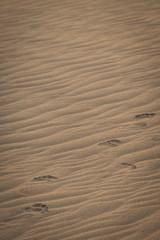 Fototapeta na wymiar Small children's footprints on rippled sand.