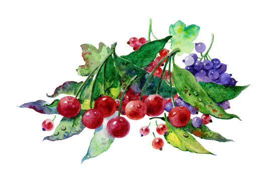 Cherry and currant, watercolor illustration. Colorful berries painted in watercolor on paper.