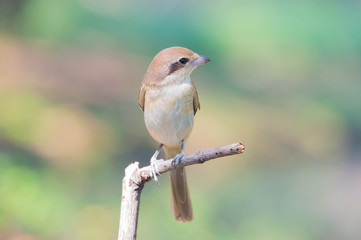 Brown Shrike
