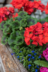 Red Garden Geranium in a planter