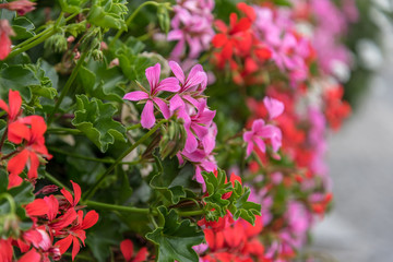 Red (and Pink) Garden Geranium in a planter
