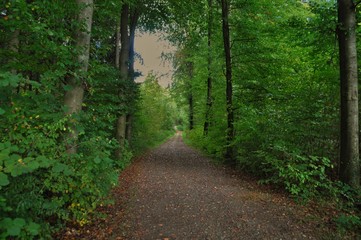 Forest path