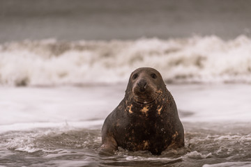 Fototapeta premium Atlantic Grey Seal Pup on Sandy Beach/Atlantic Grey Seal Pup/Atlantic Grey Seal Pup (Halichoerus Grypus)