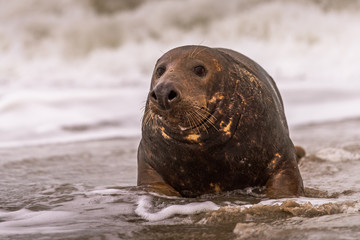Fototapeta premium Atlantic Grey Seal Pup on Sandy Beach/Atlantic Grey Seal Pup/Atlantic Grey Seal Pup (Halichoerus Grypus)