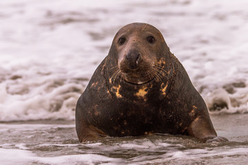 Atlantic Grey Seal Pup on Sandy Beach/Atlantic Grey Seal Pup/Atlantic Grey Seal Pup (Halichoerus Grypus)