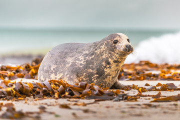 Naklejka premium Atlantic Grey Seal Pup on Sandy Beach/Atlantic Grey Seal Pup/Atlantic Grey Seal Pup (Halichoerus Grypus)