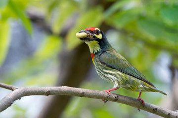 Coppersmith Barbet