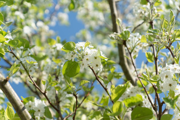 prunus serrulata detail shoot with blue sly sunset boulevard