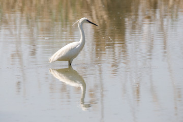 Garzetta (Egretta garzetta)