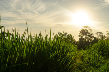 Vivid rice field next to palm tree forest