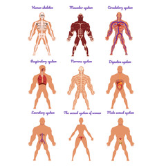 Different human organ system set, muscular, circulatory, respiratory, nervous, digestive, excretory, sexual systems vector Illustrations