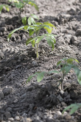 Green seedlings of tomato apple in clay.