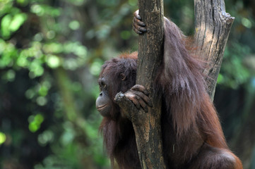 Orangutan in wildlile