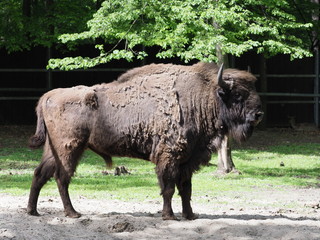 Awful european bison stands alone on sandy ground in enclosure at city of Pszczyna in Poland © Jakub Korczyk