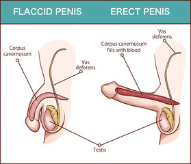 Erection of male sex organ penis
