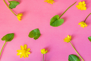Ficaria verna on pink background, first spring flower, colorful pattern